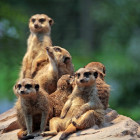 Meerkatzen Familie