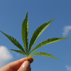 Cannabisblatt vor einem blauen Himmel