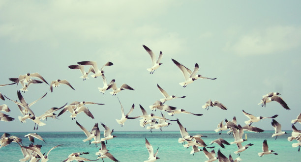 Möwen am Meer