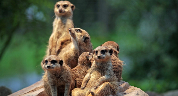 Meerkatzen Familie