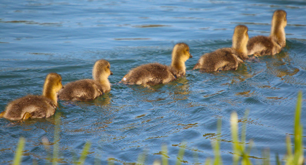 Entenfamilie