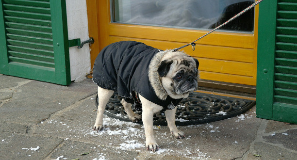 Mops steht stur vor einer gelben Tür