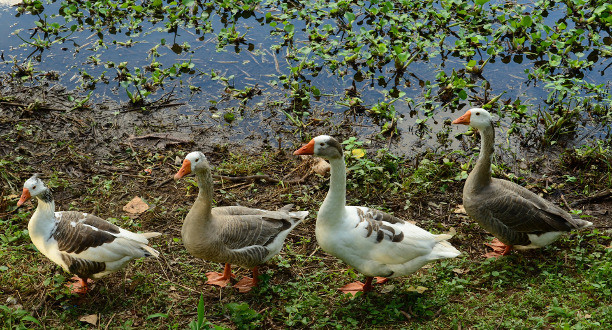 Vier Gänse stehen hintereinander an einem See