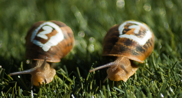 Zwei Schnecken auf einer Wiese