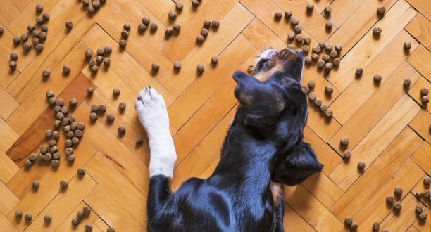 Ein Hund frisst Trockenfutter von hellem Fischgrätparkett.