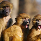 Drei Affen sitzen nebeneinander