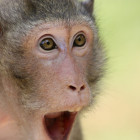 Überraschter Affe