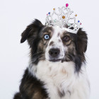 Hund mit Krone
