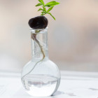 Eine Pflanze ist mit Wurzel in einem Glas.