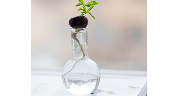 Eine Pflanze ist mit Wurzel in einem Glas.