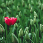 Eine rote Tulpe steht allein in einem Feld.