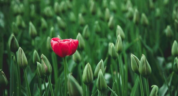 Eine rote Tulpe steht allein in einem Feld.
