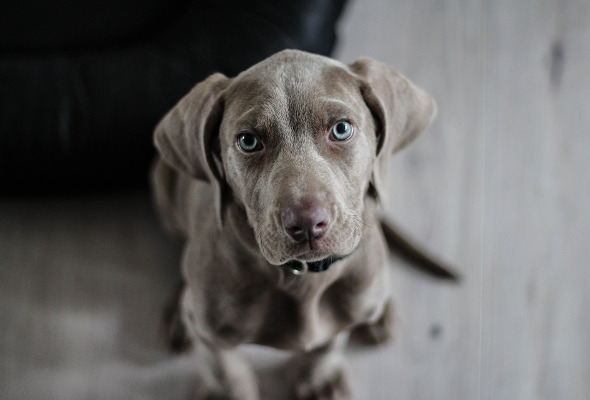 Nahaufnahme eines Weimaraner Hundes