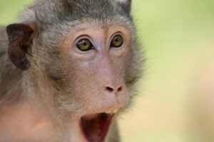 Affe 20250428 203113