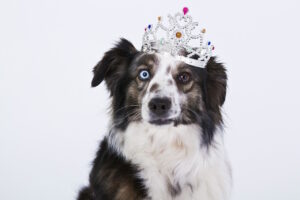 Hund mit Krone 20250428 203039