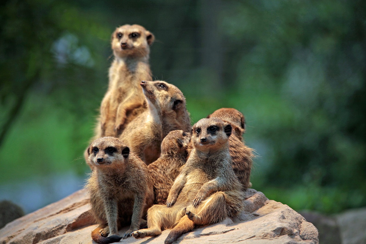 Meerkatzen gross 20250428 203000
