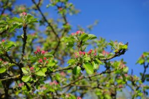 apple tree 324336 1280 20250428 201843