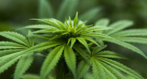cannabis pflanze 612 20250428 203936
