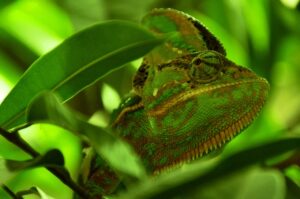 chameleon 101106 1280 20250428 201650