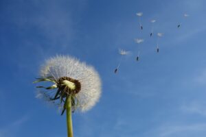dandelion 463928 1280 20250428 201740