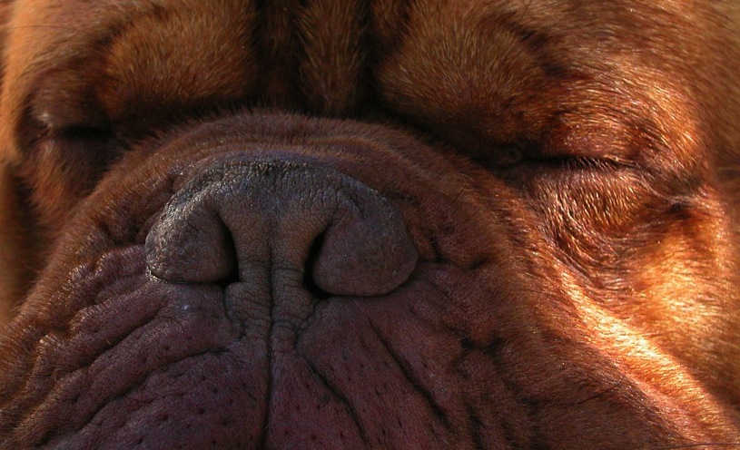 dog 278423 1280 20250428 201451