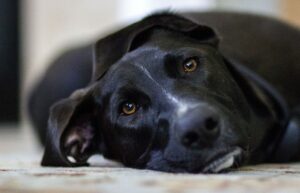 dog 448988 1280 20250428 201513