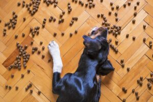 dog food 5175619 1280 1