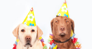 dogs karneval 612 20250428 203534