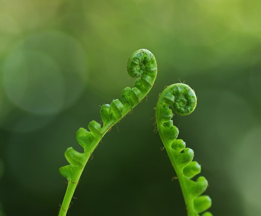 fern 437964 12801 20250428 201826