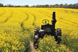 field of rapeseeds 1382772 1920 20250428 202949
