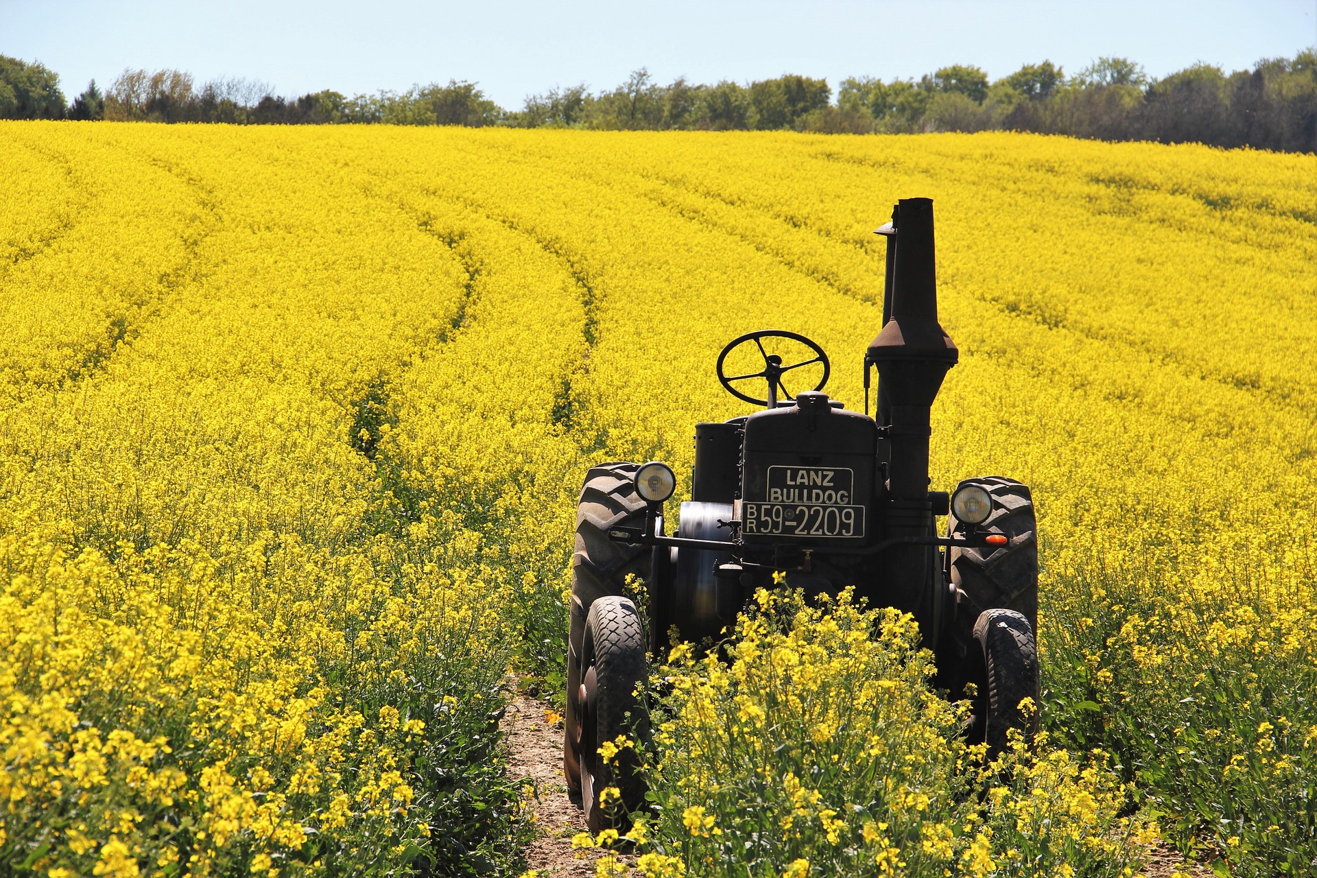 field of rapeseeds 1382772 1920 20250428 202949