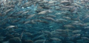 fish swarm 406569 1920 20250428 201515