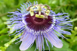 flower 54743 1280 20250428 201603