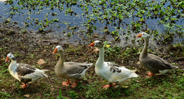 gans familie 612 20250428 203609