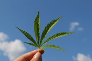 hemp leaf 3661209 1280 1