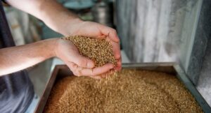 malt 4950433 1920 1 1 20250428 205027