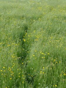 meadow 116324 1280 20250428 201755