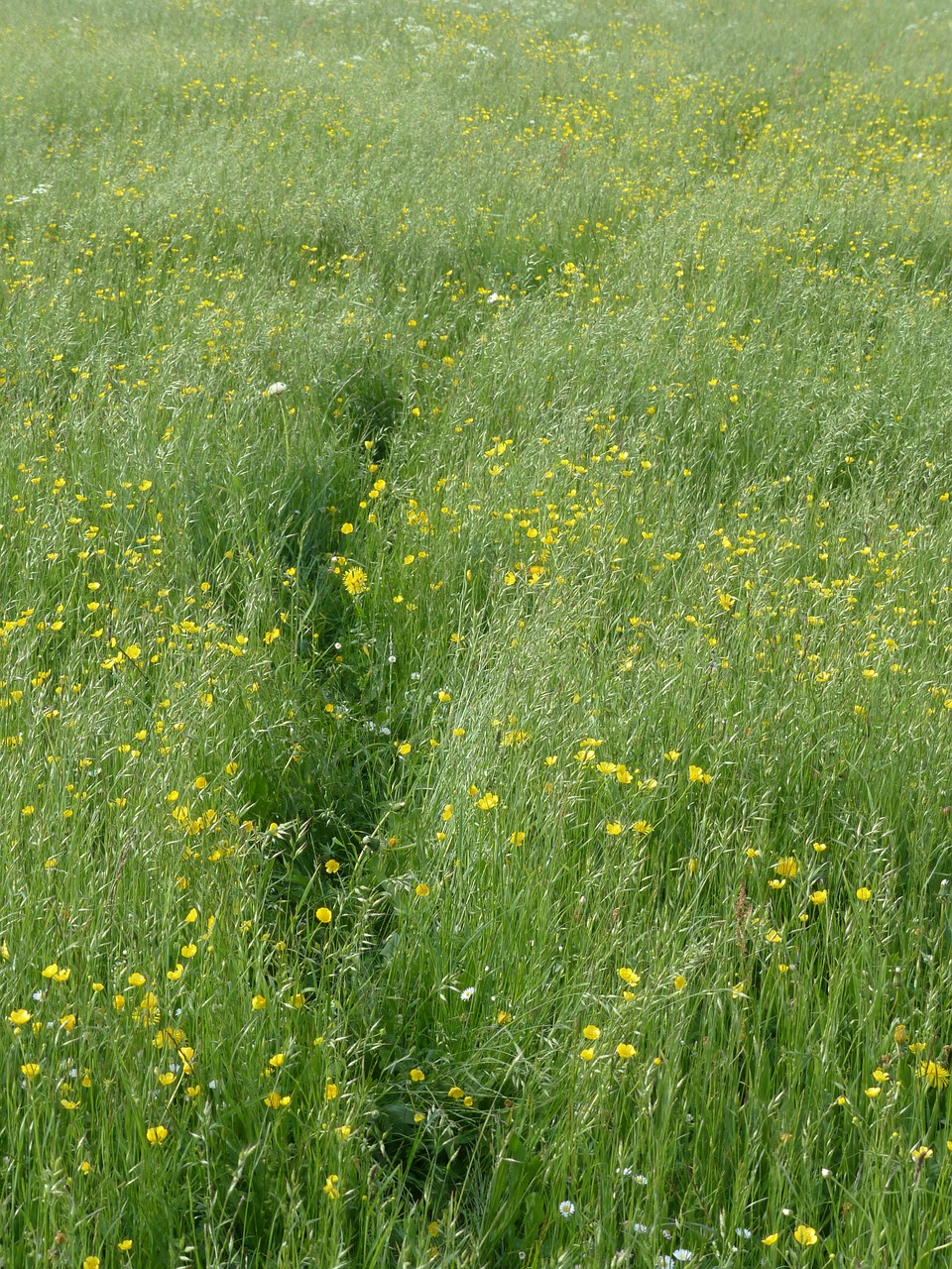 meadow 116324 1280 20250428 201755