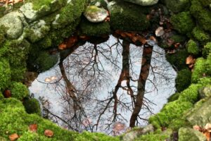 nature 254951 1920 20250428 202329