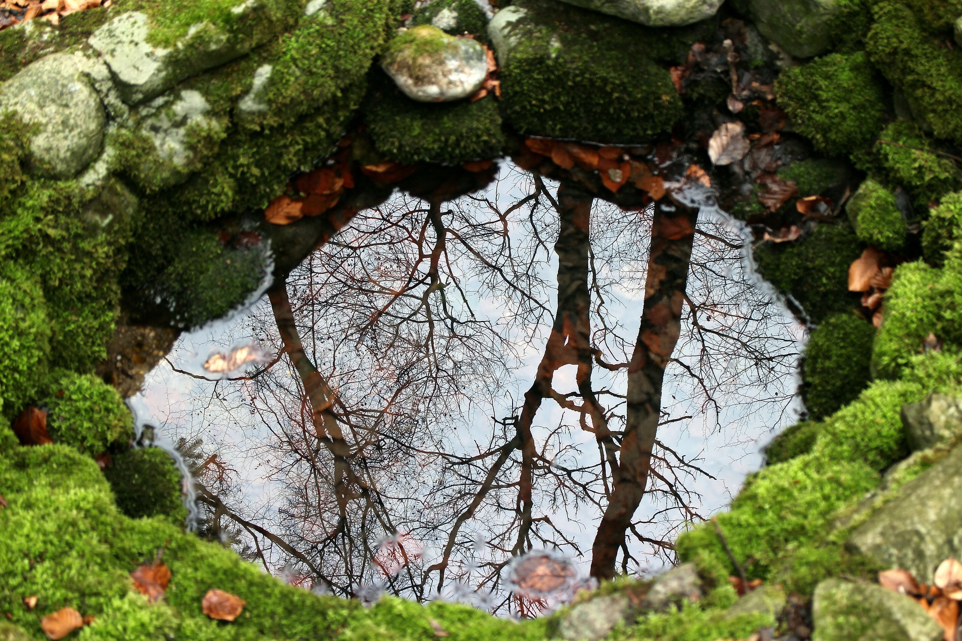 nature 254951 1920 20250428 202329