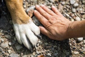 paw 7231300 1280 1