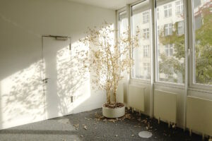 potted plant 1031040 1920 20250428 203202