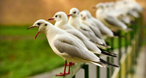 reihe voegel 612 20250428 203858