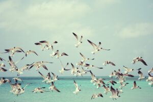 seagulls 815304 1920 20250428 202924