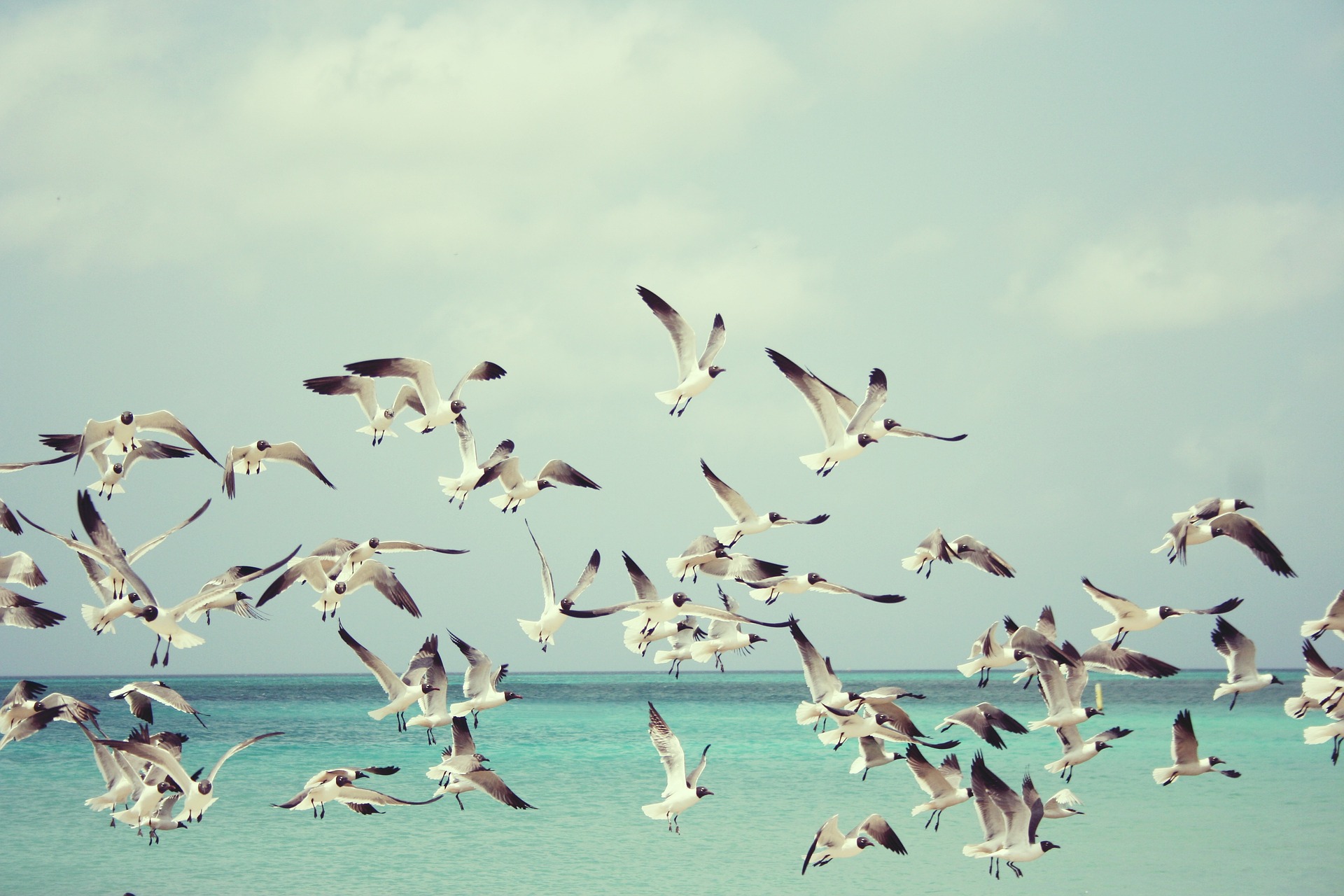 seagulls 815304 1920 20250428 202924
