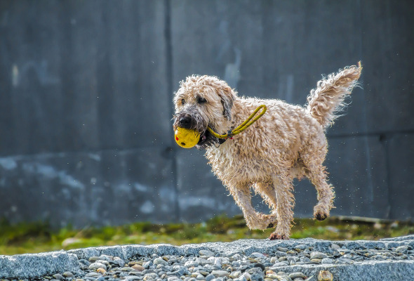 Spielender Hund mit Ball in dem Mund.