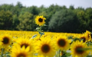 sunflower 369731 1280 20250428 201805