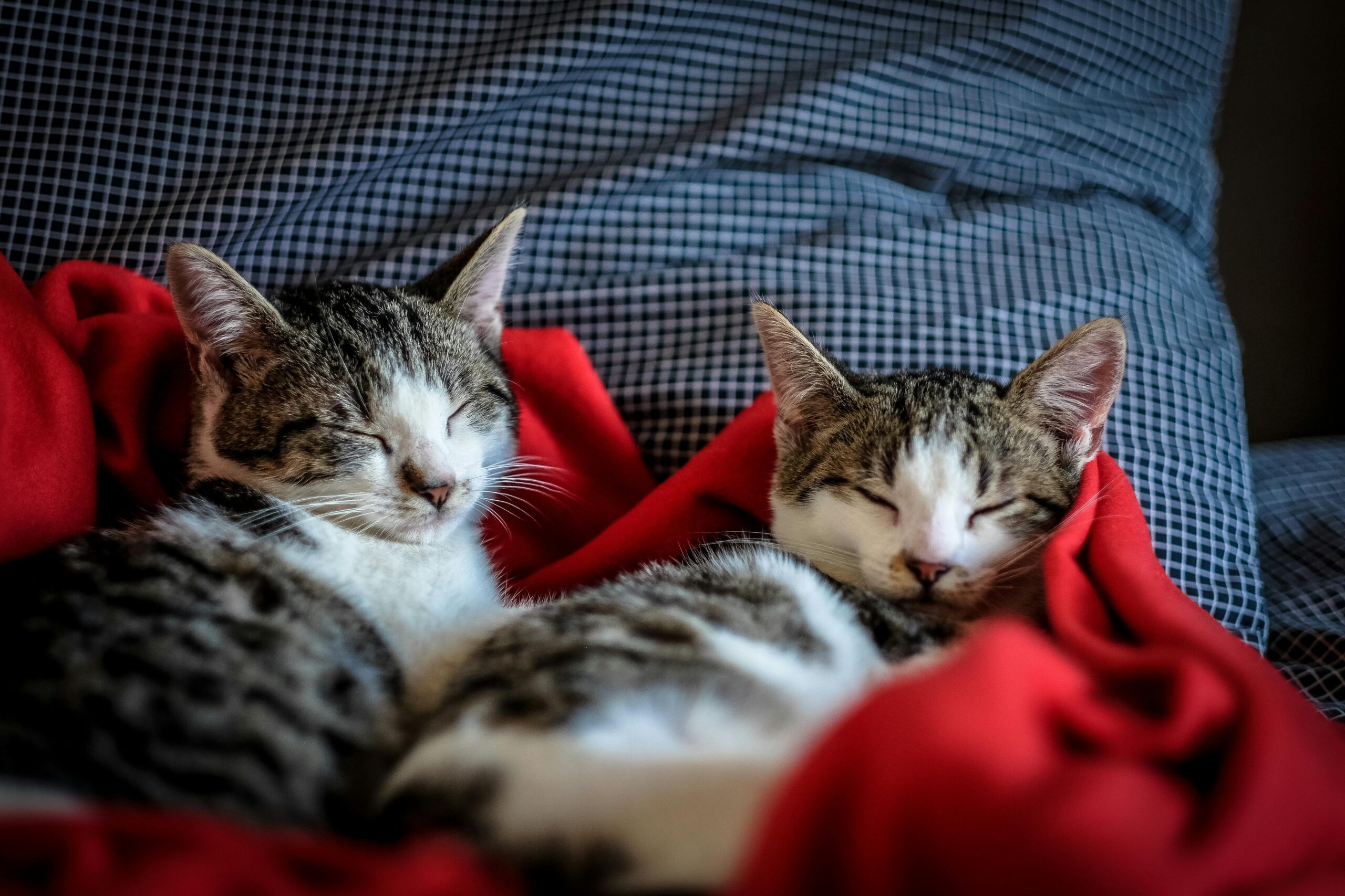 Zwei Katzen liegen auf einer Decke